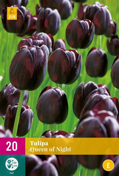 Tulp Queen Of Night Bollen Deoosteindeonline Nl