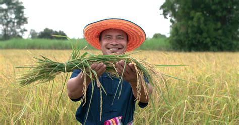 Portrait Of Happy Asian Farmer Man In A Blue Dress Showing Rice And