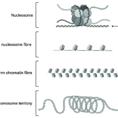 Nucleosomes and chromatin. (i) Nucleosome: Functional wrapping of 146 ...