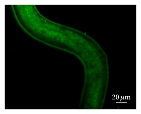 Visualization Of Lipid Droplets Bodipy Staining Of L4 C Elegans