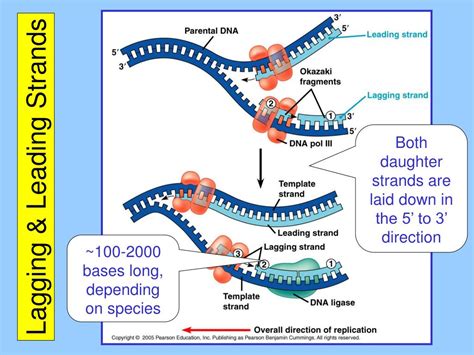 Ppt Chapter 16 The Molecular Basis Of Inheritance Powerpoint Presentation Id 200782