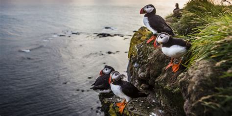 Where to see puffins in the UK: Seabird numbers have tripled on Lundy ...