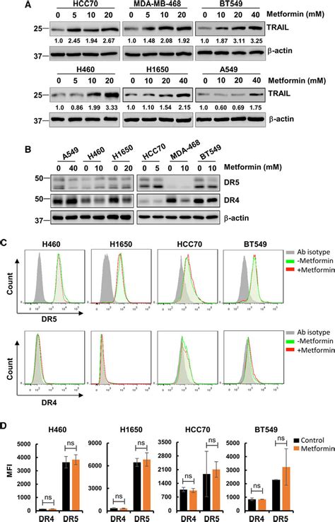 Metformin Upregulated TRAIL Protein Levels Without Altering Expression