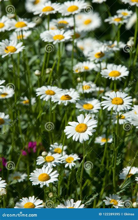 Kamillen Oder Kamillenblumen Krautige Pflanzen Mit Den Knospen Haben