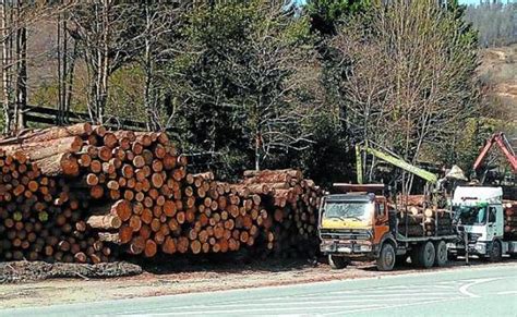 Tala De Pinos Afectado Por La Banda Marr N A La Espera De Soluciones