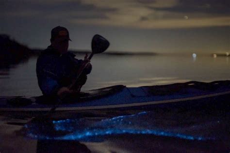 Best Places To Experience Bioluminescence In Washington