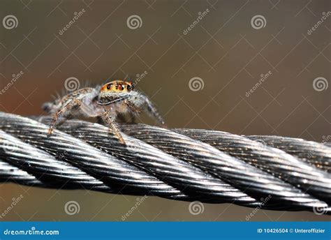 Spider Photo Stock Photo Image Of Stalk Fear Hunter 10426504