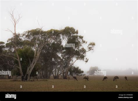 Emu australia hi-res stock photography and images - Alamy