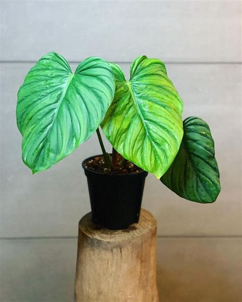 Philodendron Sp Colombia Care Guide Indoor Garden Web