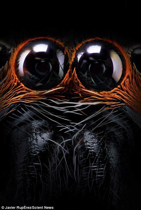 Eerie close up photos of JUMPING spiders eyes will send you running! | Jumping spider, Beautiful ...