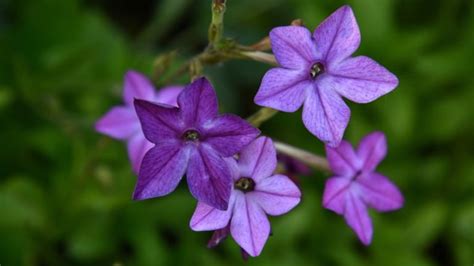 How to Plant, Grow, and Care for Nicotiana