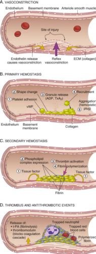 Hemostasis Flashcards Quizlet