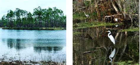 Interesting Facts History And Information About Everglades National Park