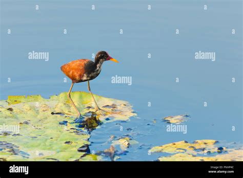 Wattled Jacana Jacana Jacana Walking On Victoria Water Lily Leave Hi