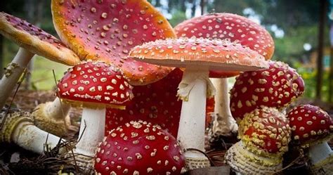 Meio Ambiente Amanita Muscarina Cogumelos Alucin Genos