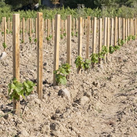 Tuteur En Bois Pour Vigne 100cm