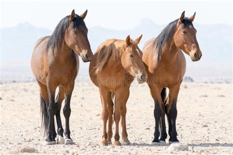 Three wild horses namibia. Portrait of three wild horses in the namib ...