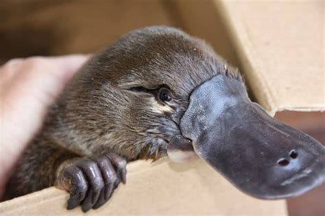 Cute Baby Platypus Pictures Perry The Platypus By Leibi97 On