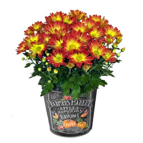 Pumpkin Tin Florist Mums, 6.5-inch pot - Kroger