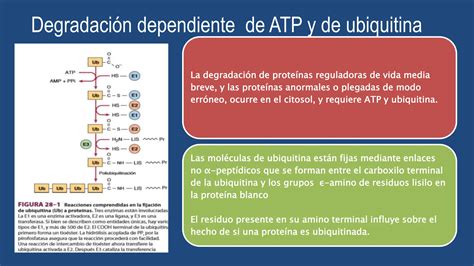 Catabolismo de proteínas y del nitrógeno de los aminoácidos PPT