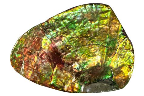 3.7" Flashy Ammolite (Fossil Ammonite Shell) - Alberta, Canada (#264849 ...