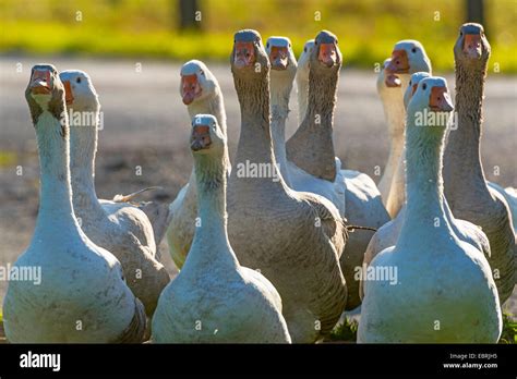 Pomeranian Goose Ruegener Goose Anser Anser F Domestica Group