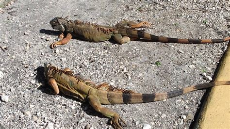 Miami Winter Iguanas Freezing 122036531 Youtube