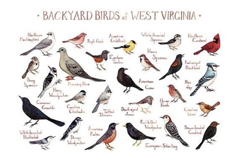 The Most Common Birds In West Virginia Nature Blog Network