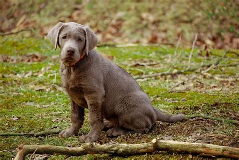 How Much Should An 8 Week Old Labrador Puppy Weigh