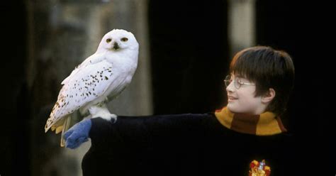 This Clever Theory Might Explain Why Hedwig Had To Die In Harry Potter