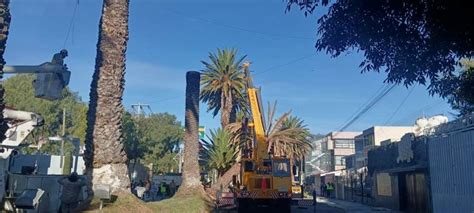 Retiran De Avenida Revoluci N Palmera Infectada Por Fitoplasma Al D A