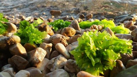 Zelenika Images – Browse 59 Stock Photos, Vectors, and Video | Adobe Stock