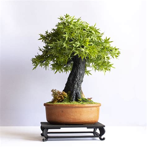 Sztuczne Drzewko Bonsai Acer Japonicum Klon Japo Ski Kieliszki I