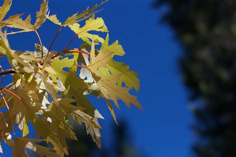 Kostenlose foto Baum Natur Ast blühen Sonnenlicht Blatt Blume