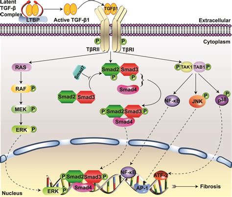 Tgf Signaling In The Kidney Profibrotic And Protective Effects