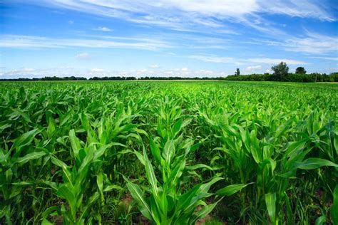 Green Corn Field Stock Image Image Of Fresh Country 25490929