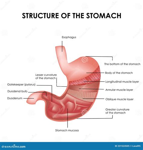 Detailed Structure of the Stomach, Stomach Muscles. Realistic Medical Illustration Stock Vector ...