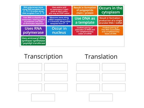 Explain The Differences Between Transcription And Translation Group Sort