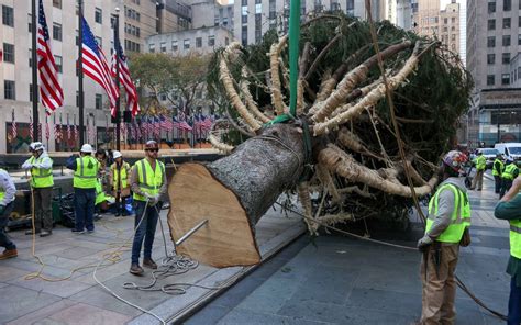 Gigante Rbol De Navidad De Noruega Llega A Nueva York Para Inaugurar