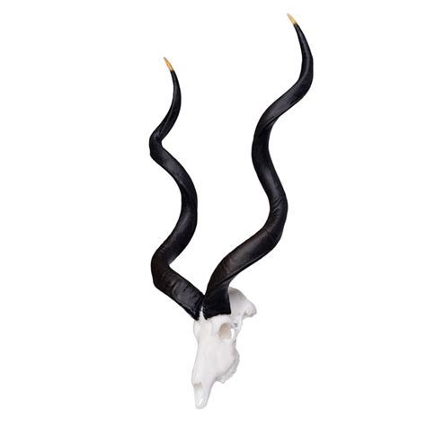 SKULLIES - Miniature Kudu Skull For Sale — Skulls Unlimited International, Inc.