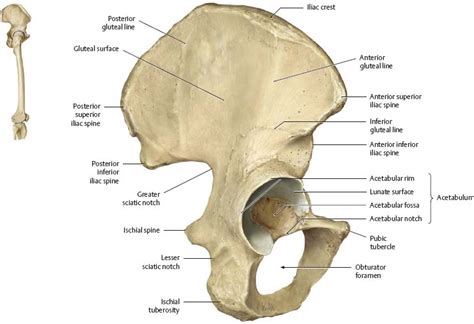 Pelvis Lateral View