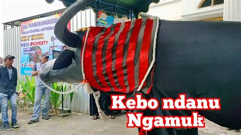 KEBO NDANU NGAMUK DI ACRA ANNIVERSARY REOG PROPERTY KE 5 YouTube