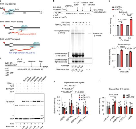 PSPC1 Promotes Pol II Engagement And Activity During Transcription In