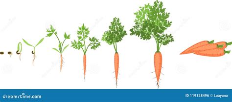 Fases Do Crescimento Das Cenouras Ilustra O Do Vetor Ilustra O De