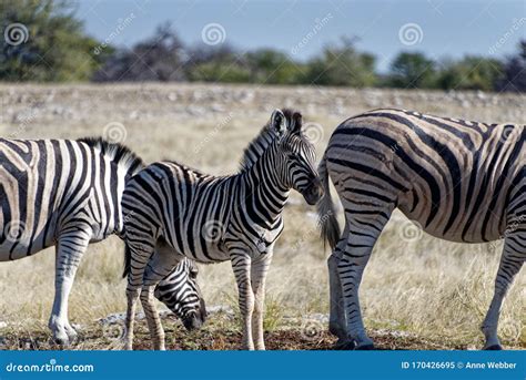 A Zebra Foal With Its Herd Stock Image Image Of Etosha 170426695