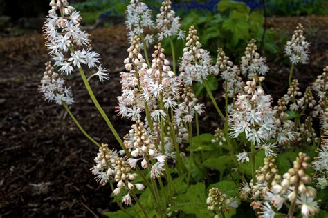 Tiarella Cordifolia Taking Essential Care Of The Heartleaf Foamflower