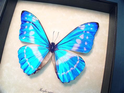 Morpho Cypris Blue Morpho Butterfly Real Framed Butterfly