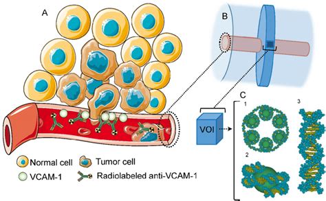 A VCAM 1 Mediated Cancer Infiltration Into The Brain Parenchyma