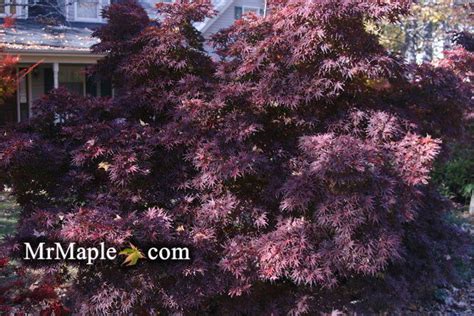 Buy Acer Palmatum Pixie Japanese Maple — Mr Maple │ Buy Japanese Maple Trees