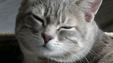 Sleepy Cat Free Stock Photo Public Domain Pictures